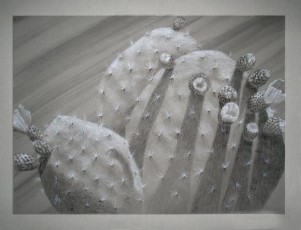 Cactus Study 2